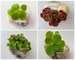 Floating Aquarium Plants Combo Pack(Red Root, Water Lettuce, Amazon Frogbit, Water Sponges) 