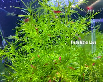 Guppy Grass - Najas Bunch Aquarium Plants Buy2 get 1 Free