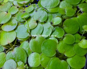 30+ Leaves Amazon Frogbit plants Floating Plants (Buy 2 get 1 Free)