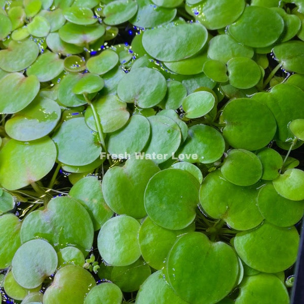 30+ Leaves Amazon Frogbit plants Floating Plants (Buy 2 get 1 Free)