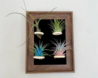 Air plant (Tillandsia) frame for home and office décor Air plant holder with 3 free plants.