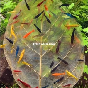 10 Giant Catappa Indian Almond Aquarium Leaves  Dried/Prepared - for Live Freshwater Shrimp, Fish (Betta, Otocinclus) Tank Health