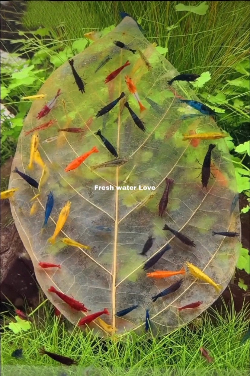 10 Giant Catappa Indian Almond Aquarium Leaves  Dried/Prepared - for Live Freshwater Shrimp, Fish (Betta, Otocinclus) Tank Health