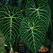 Huge Anthurium Regale Rhizomes Form Peru 