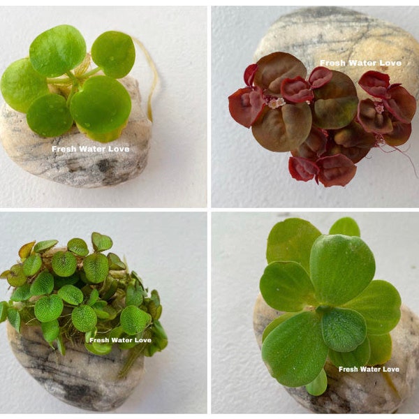 Aquarium Floating Plants for fish tank décor (Water Sponges, Amazon Frogibit, Red Root, Water Lettuce) /Pond/aquatic Plant/betta tank