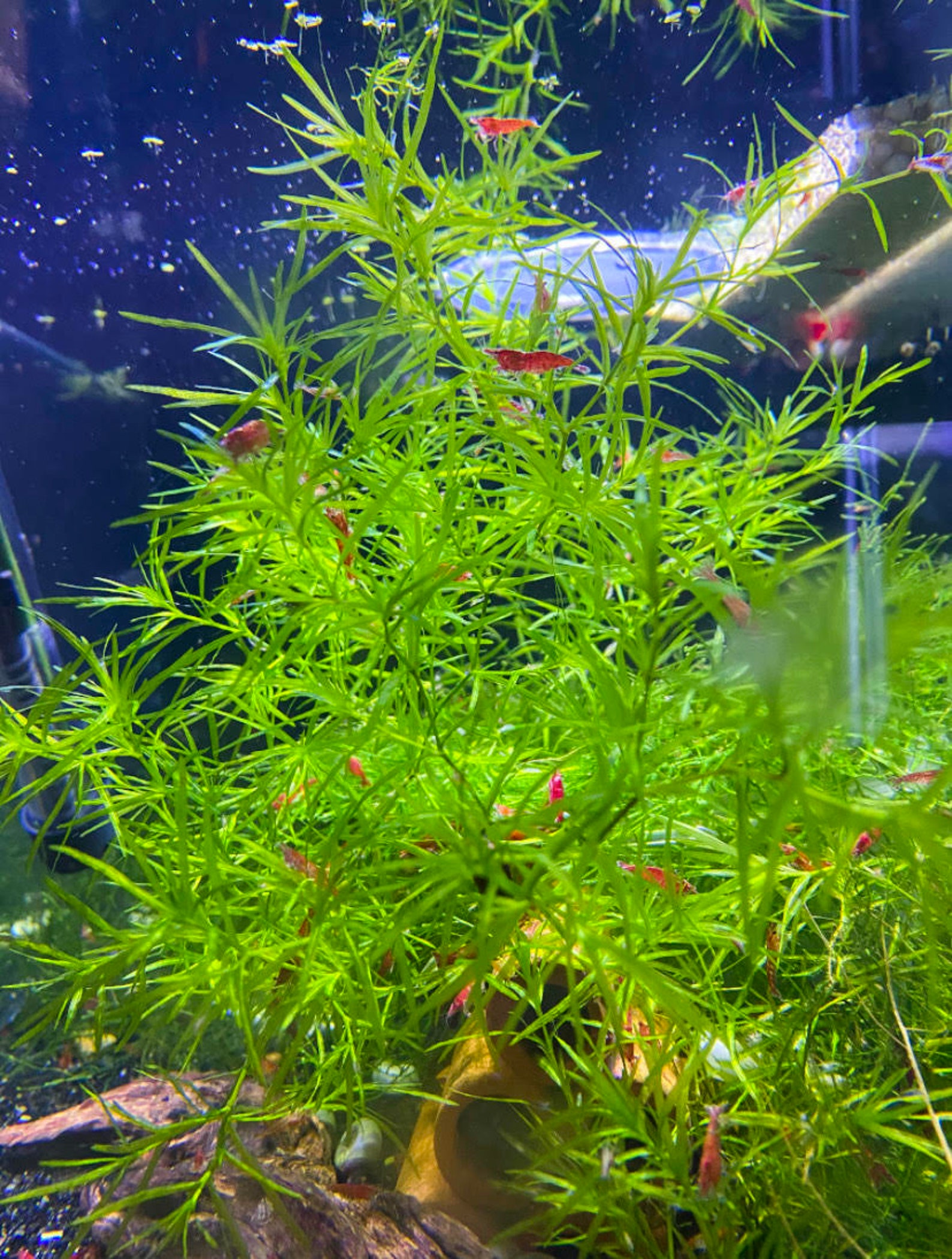 Guppy Grass Najas Bunch Aquarium Plants con dos plantas Etsy