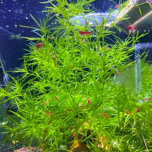 Guppy Grass Najas Bunch Aquarium Plants. At least 5 stems. image 1