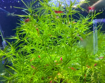 Guppy Grass - Najas Bunch Aquarium Plants. At least 5 stems.