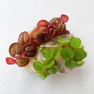 May include: A close-up of a small rock with two types of aquatic plants growing on it. The plants have round, green leaves and round, red leaves. The text "Fresh Water Love" is visible on the rock.