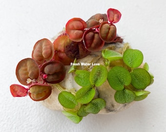 Red Root Floaters & Salvinia Minima Combo: Live Aquarium Plants