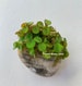 5 Premium Salvinia Minima Live Floating Aquatic Plant Freshwater Aquarium Pond Plants. 