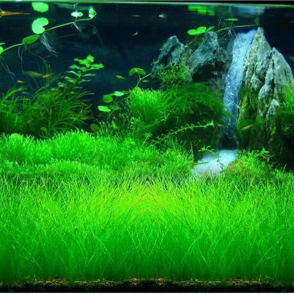 Aquarium grass Seeds (Cow hair grass)  for aquarium Carpet plant, Terrarium and Grass Carpet Ground Covering Guppy Breeding, betta tank
