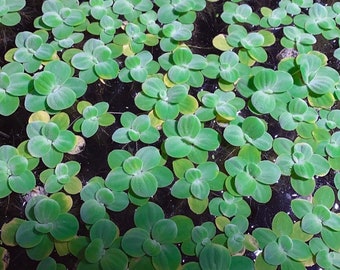 Floating Plants Dwarf Water Lettuce  for Aquarium Plant, Water garden or pond plants