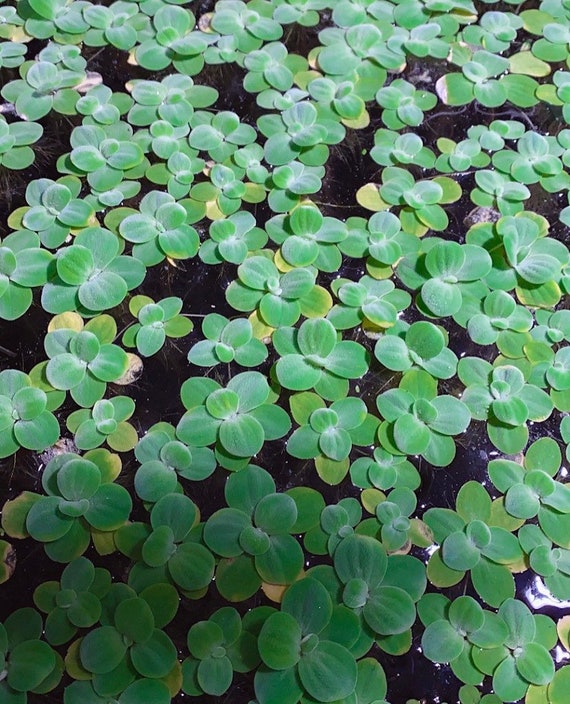 Floating Plants Dwarf Water Lettuce for Aquarium Plant Water - Etsy Denmark