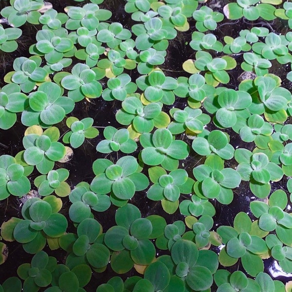 Floating Plants Dwarf Water Lettuce  for Aquarium Plant, Water garden or pond plants