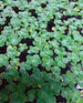 5/10/15 Small  Dwarf Water Lettuce  Aquarium Plant-Free Shipping 