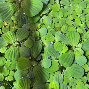 Floating Plants Dwarf Water Lettuce for Aquarium Plant, Water garden or pond plants image 4