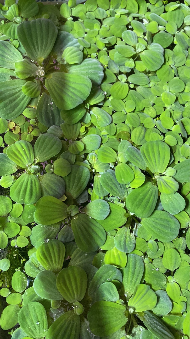 Floating Plants Dwarf Water Lettuce for Aquarium Plant, Water garden or pond plants image 4