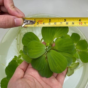 Water Lettuce Plants and Amaozn Frogbit Large size Live Aquarium/Aquatic/Floating/Pond Plant