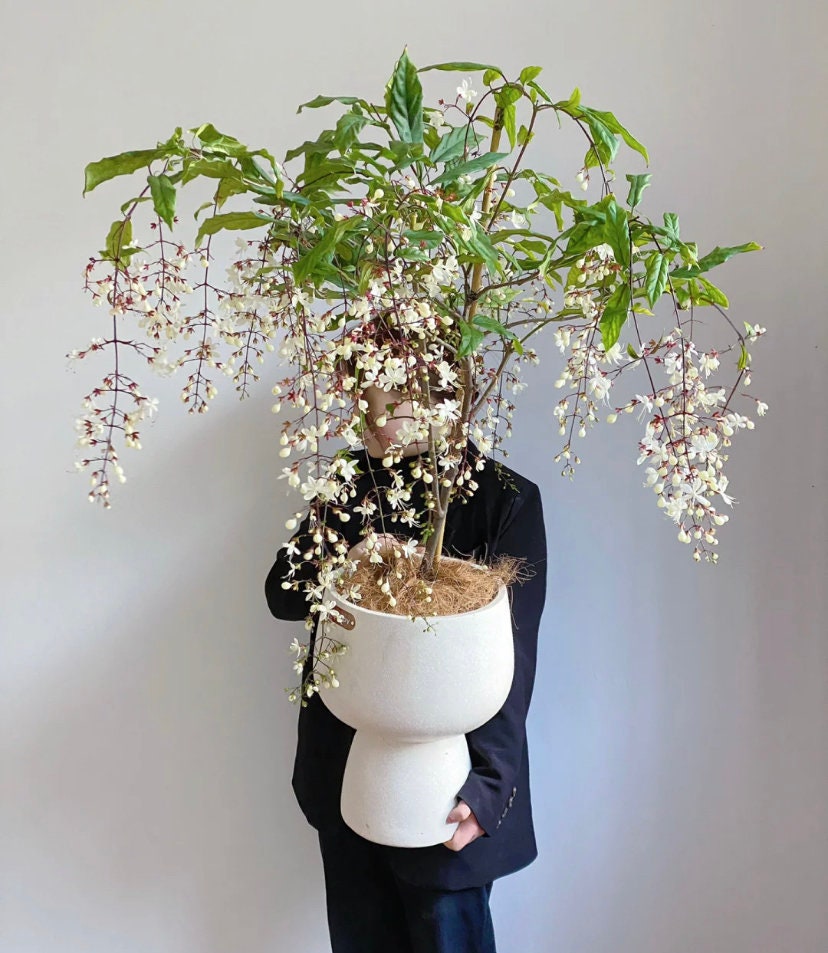 buy rose plants Iori Rose Plant｜八神庵 main image 0