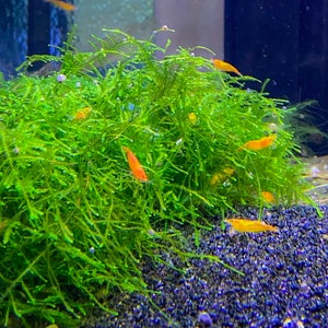 BUY 2 GET 1 FREE Java Moss Taxiphyllum Barbieri Easy Live Aquarium Plants