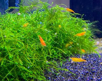 BUY 2 GET 1 FREE Java Moss Taxiphyllum Barbieri Easy Live Aquarium Plants