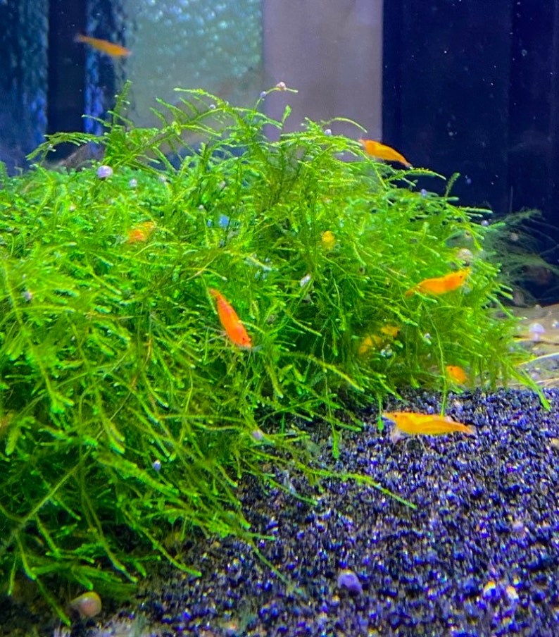 BUY 2 GET 1 FREE Java Moss Taxiphyllum Barbieri Easy Live Aquarium Plants Out of Stock, will be back soon