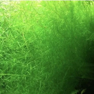 Guppy Grass Najas Bunch Aquarium Plants. At least 5 stems. image 3