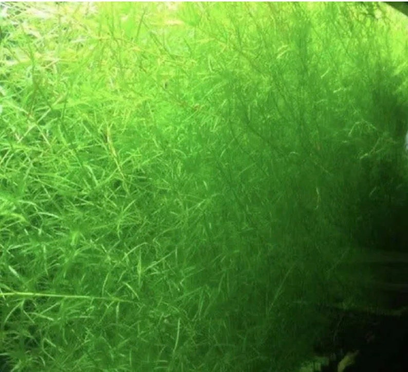 Guppy Grass Najas Bunch Aquarium Plants. At least 5 stems. image 3
