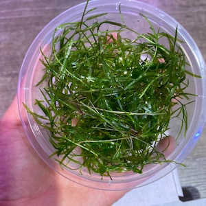 Guppy Grass Najas Bunch Aquarium Plants. At least 5 stems. image 4