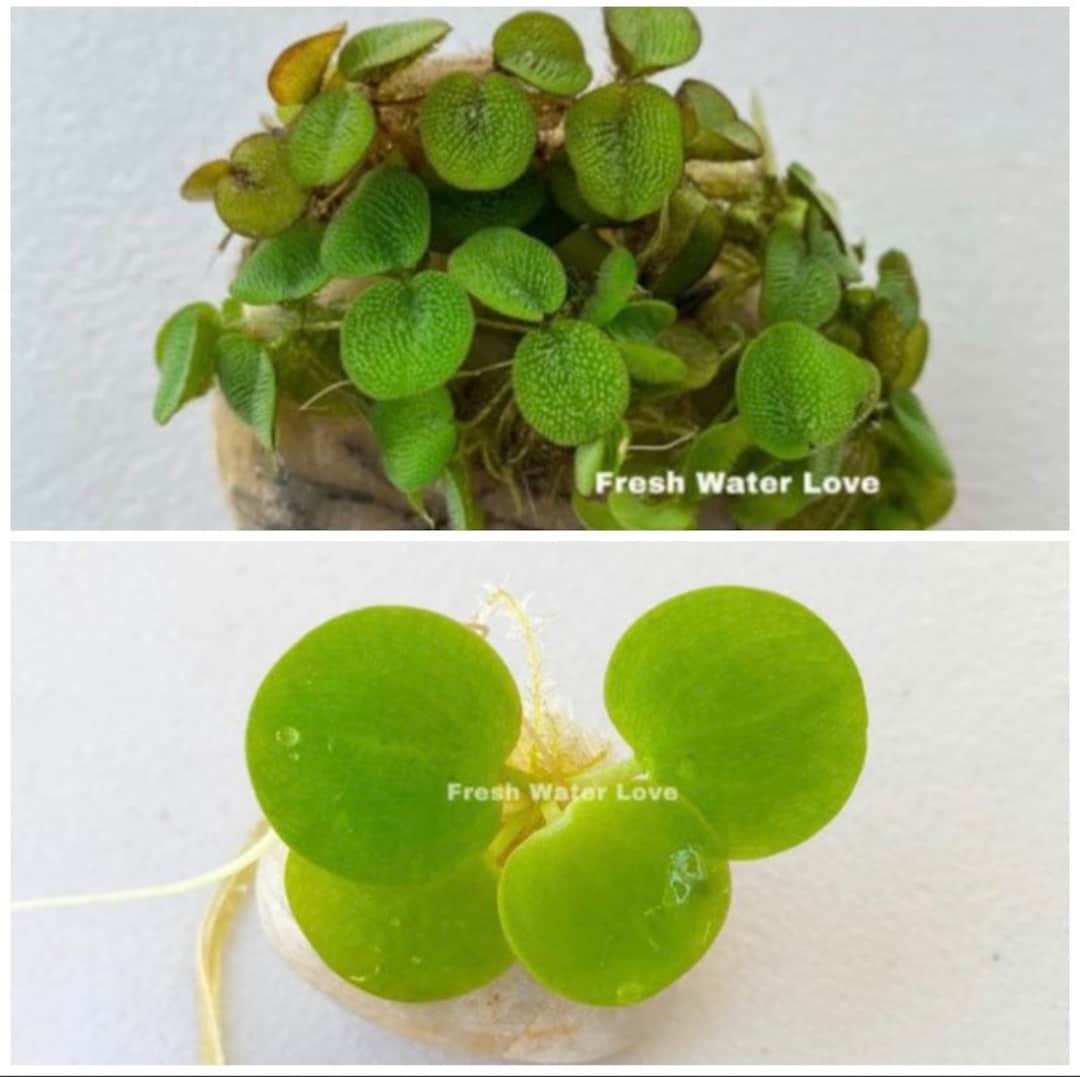 Buy 2 Get 2 Free Floating Aquarium Plants - Amazon Frogbit & Salvinia Minima