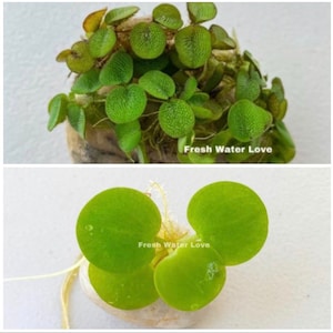 May include: A close-up of a green, round, aquatic plant with the text "Fresh Water Love" on the image. The plant has a light brown root system.