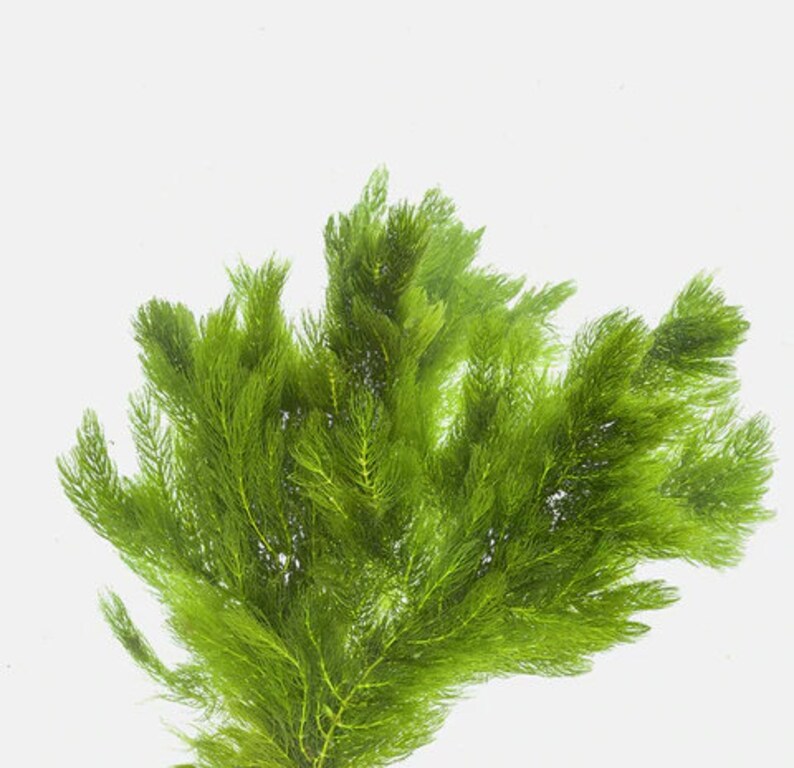Hornwort Coontail Live Fish Tank Plants Aquarium Plant Etsy