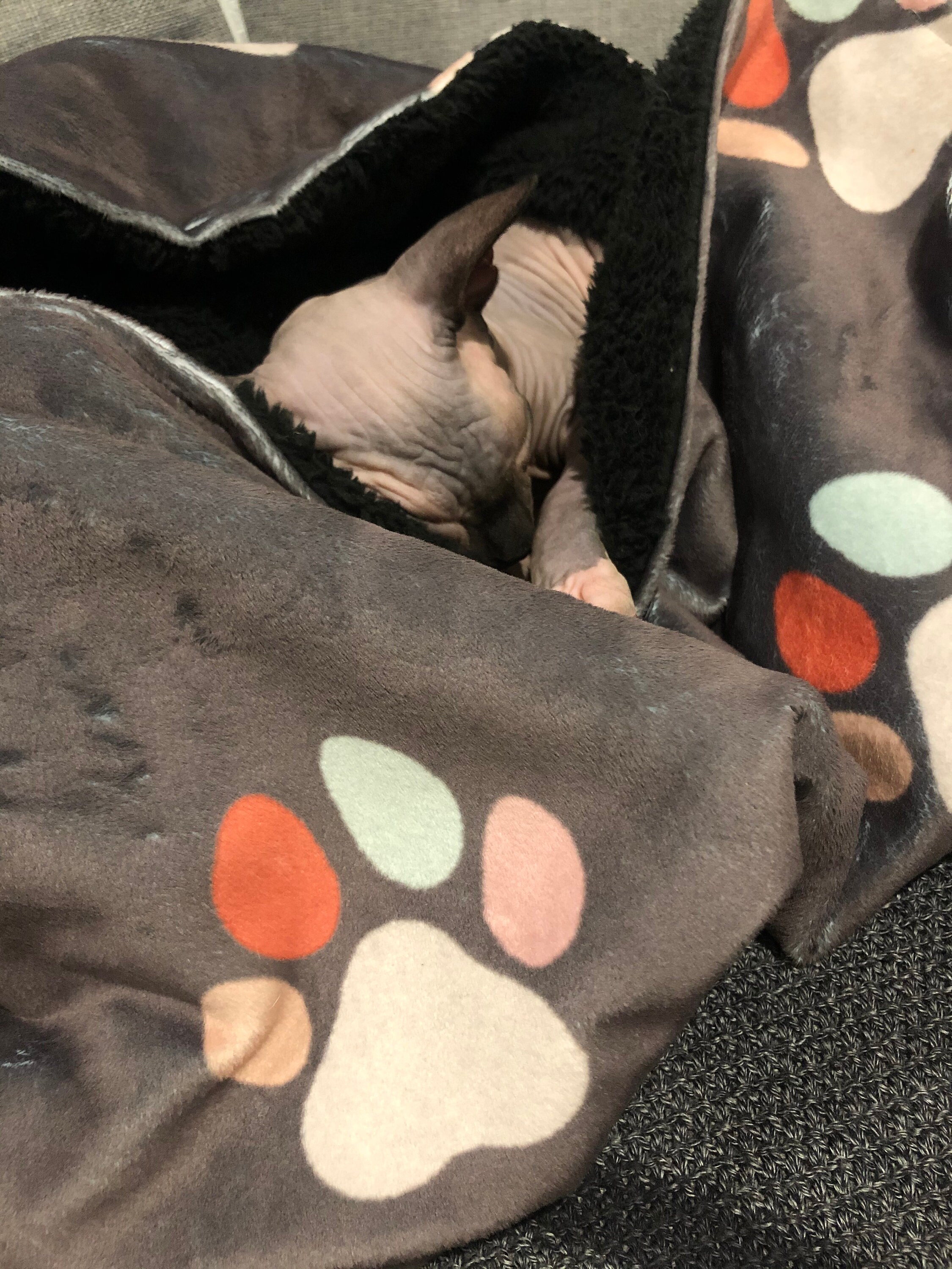 Pet Blanket made for Sphynx Cats Etsy
