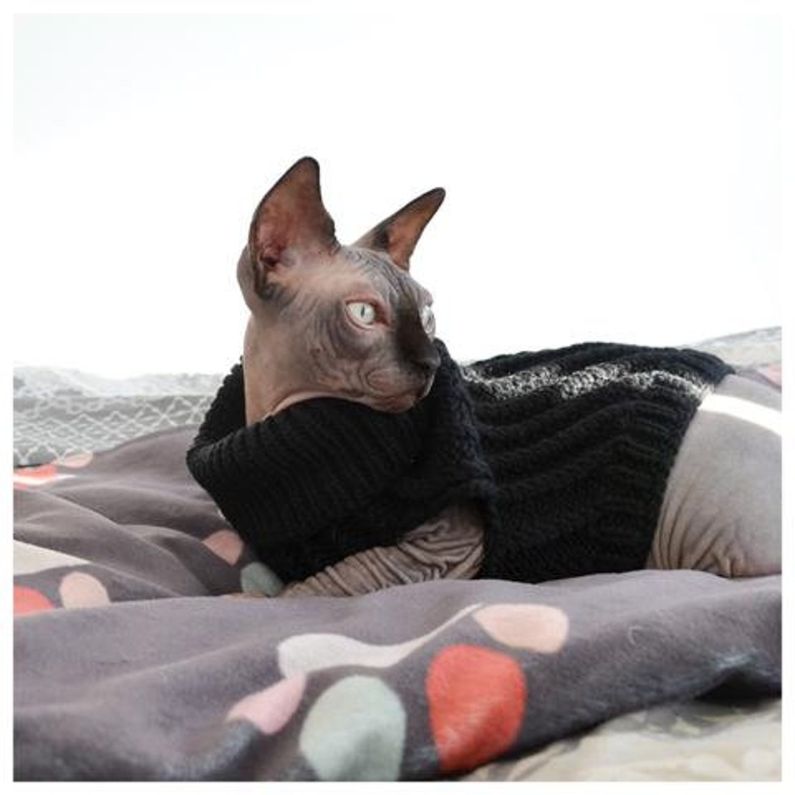 Pet Blanket made for Sphynx Cats Etsy