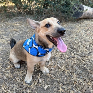 Fun Bold Blue Dog Bandana Shaped Neckline