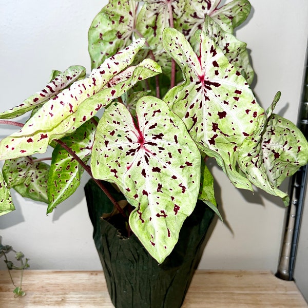 6" Caladium Miss Muffet, Live Indoor Healthy Houseplant, Free Shipping