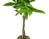 Pachira Aquatica, Money Tree, Live Indoor Healthy Houseplant, Free Shipping, Air Purifying