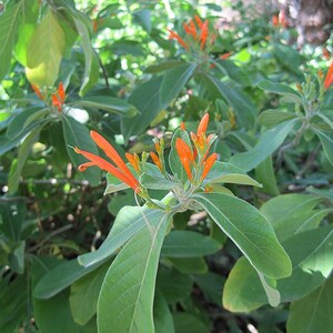 May include: Close-up of a plant with vibrant orange flowers and green leaves. The flowers are tubular and clustered at the ends of the stems. The leaves are oval-shaped and have a smooth texture. The plant is in a natural outdoor setting.
