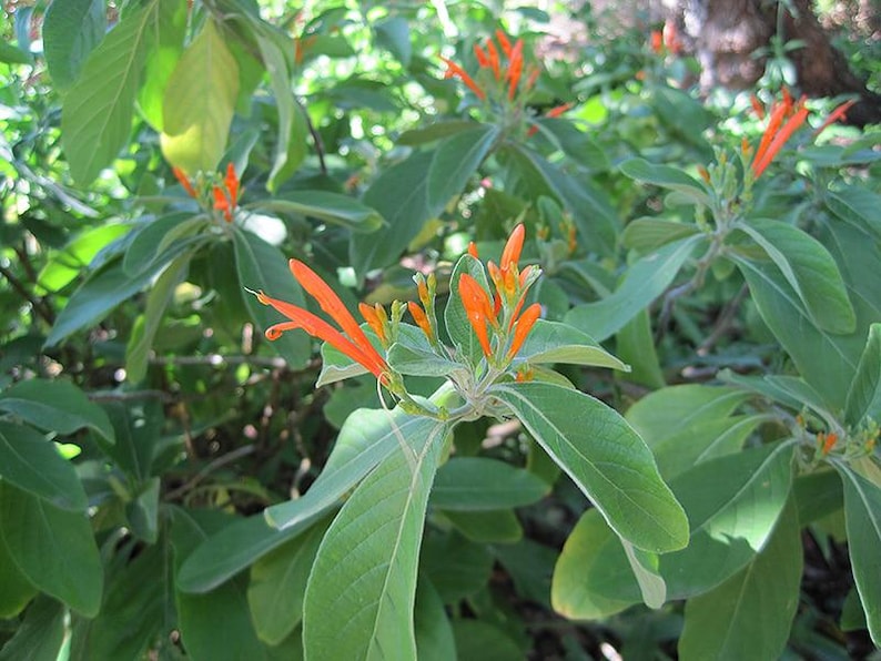 May include: Close-up of a plant with vibrant orange flowers and green leaves. The flowers are tubular and clustered at the ends of the stems. The leaves are oval-shaped and have a smooth texture. The plant is in a natural outdoor setting.