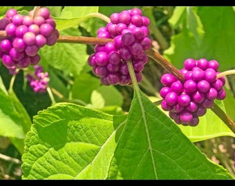 American Beautyberry Live 1 Gallon Plant