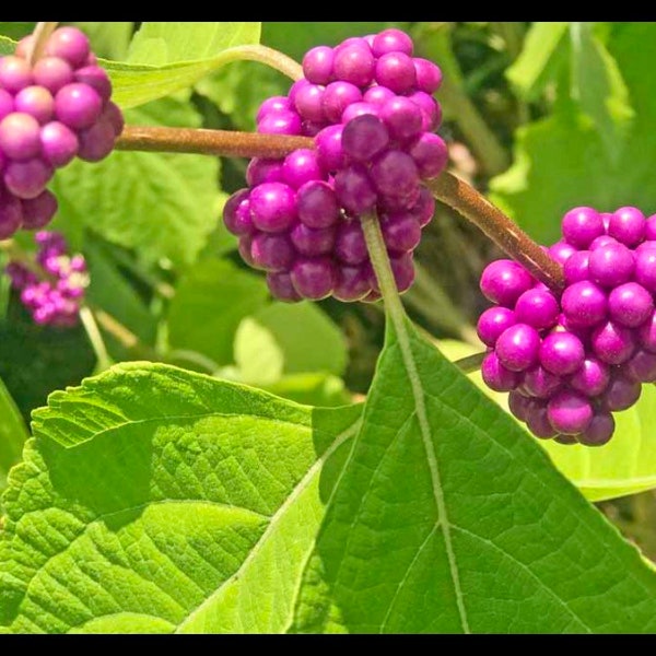 American Beautyberry Live 1 Gallon Plant