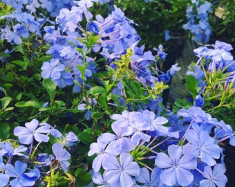 Blue Plumbago Live 1 Gallon Plant
