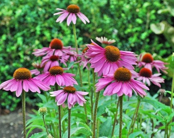 Purple Coneflower, Echinacea purpurea, 1 Gallon Live Plant