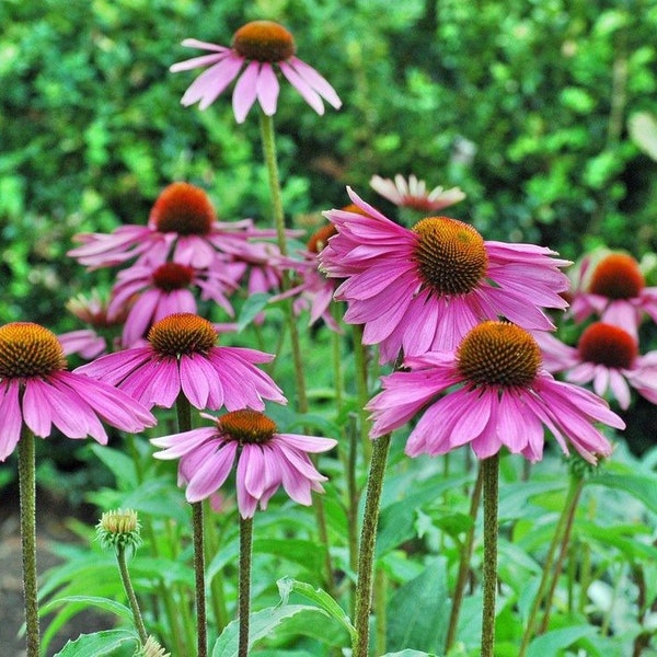 Purple Coneflower, Echinacea purpurea, 1 Gallon Live Plant