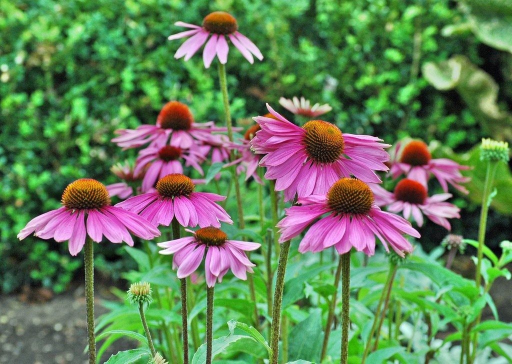 Purple Coneflower, Echinacea purpurea, 1 Gallon Live Plant