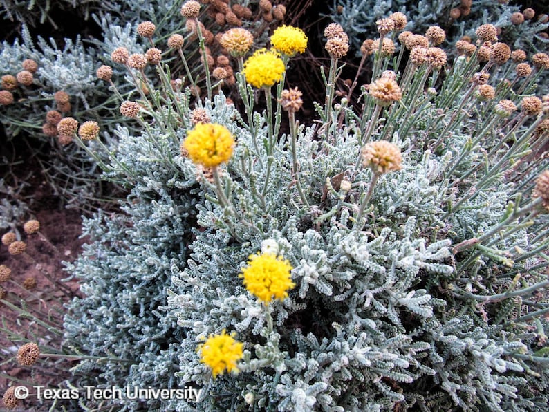 Grey Santolina Plant