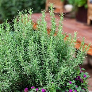 Upright Rosemary Live 1 Gallon Plant