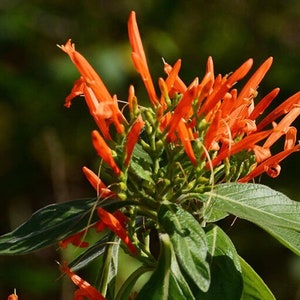 Mexican Honeysuckle 4in Size Live Plant