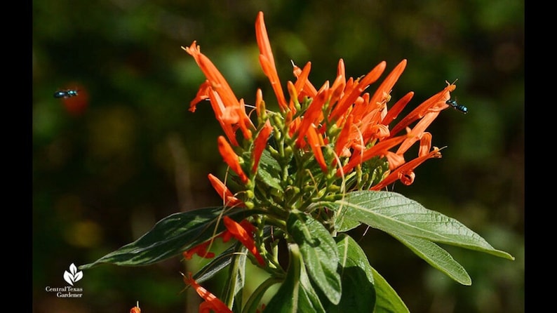 May include: Close-up of vibrant orange flowers with long, tubular petals, surrounded by green leaves. Two small, iridescent insects are in flight near the flowers. The image is set against a blurred green background.
